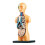 3D Science Human Body Torso Model Removable Internal Organs Educational DIY Toys 1