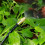 50pcs copper adjustable spray nozzle for garden irrigation watering 7