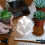 Mini Greenhouse Cover Re Transparent Plastic 12pcs 4