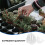 Mini Greenhouse Cover Re Transparent Plastic 12pcs 6