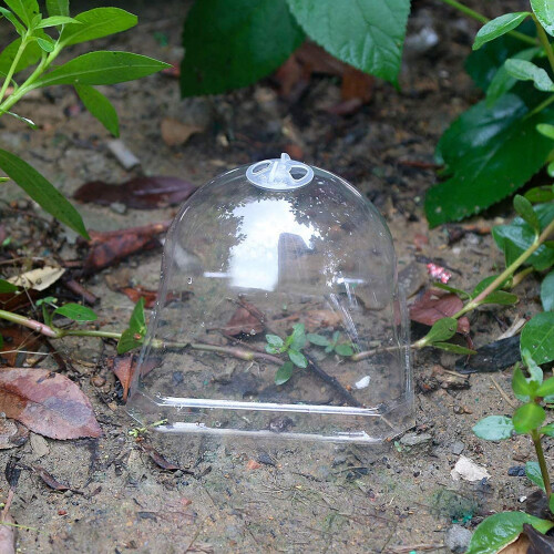 Copertura Germinazione Plastica Trasparente Per Piante 2