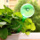 10Pcs Plastic Watering Bulbs Automatic Watering Device Self Watering Globes 5