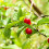 5 herbruikbare plantentakbuigers voor -beuring 5