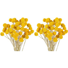 96 Flores Secas, Bolas Billy Secas, Botones de Flores de Craspedia Secas, Flores Secas Amarillas, Flores Secas de Seda Artificial.