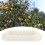 Fruit Tree Branch Trunk Bender Tree Bending Modelling Tool Gardening AccessoriesSmall White 150pcs 2