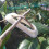 Fruit Tree Branch Trunk Bender Tree Bending Modelling Tool Gardening AccessoriesSmall White 150pcs 3