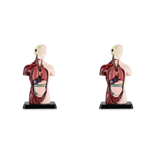 2X Human Body Model with 7 Removable Organ Models,Educational Organ Anatomy Model for Biological Science Learning