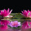 4Pcs Multi Eva Floating Artificial Lotus Flowers Realistic Water Decor 4