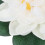 4Pcs Multi Eva Floating Artificial Lotus Flowers Realistic Water Decor 5