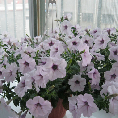 100 semi di petunia da appendere, ideali per balconi, prati e giardini esterni. 1