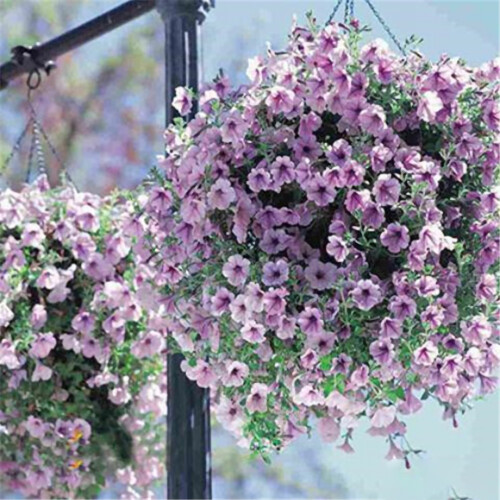 100 semi di petunia da appendere, ideali per balconi, prati e giardini esterni. 2