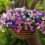100 semi di petunia da appendere, ideali per balconi, prati e giardini esterni. 4
