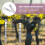 2Sets Pet Reflector Strips Vogelwering Voor En Fruitbomen 3