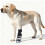 Chaussures de protection pour chiens avec semelles flexibles,-XL 5