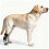 Comfortable Dog Booties With Reflective Trim and Flexible-S 6