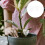 15St Wit Plastic Bemestingsbox Voor Bonsai Met Windbescherming 7