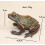Brass Frog Animal Statue Small Tabletop Figurine 3