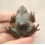 Brass Frog Animal Statue Small Tabletop Figurine 7