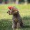 Comfortable Pet Cap Adjustable Cats Sunbonnet For Various-Red S 5
