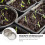 3Stk Edelstahldeckel Für Keimgefäße Silber Sprouting Lids Küchenfilter 8