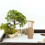 1Ensemble Outils De Jardin Bamboo Khaki Zen Décor Maison Bureau 5