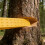 NonSlip Tree Cutting Wedges For Precise Directional Felling for 3