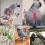 Bird Harness Leash for Small Parrots Including Cockatiels 8