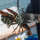 Lobster Gloves Puncture Cut Resistant for Diving 2