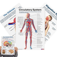 Human Anatomy Poster 16X Nervous System Posters, Anatomical Diagrams For Classroom Clinic College Hospital Lab
