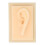 Ear, Glossy Texture Safe Practical Comfortable Soft Silicone Ear Vivid Shape Light Weight For Teaching Demonstration Left Ear 2