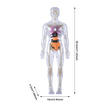 (Human body series [luminous skeleton model]) 3D Human Anatomy Model Kit - 29PCS Removable Organs