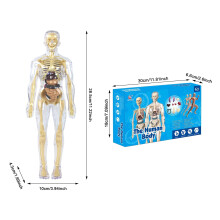 (Human Body Series [Transparent Body Skeleton]) 3D Human Anatomy Model Kit - 29PCS Removable Organs
