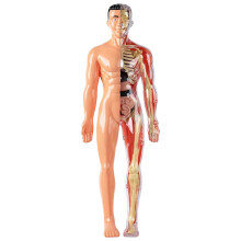 (Human Body Series [Semi-transparent Body Skeleton]) 3D Human Anatomy Model Kit - 29PCS Removable Organs