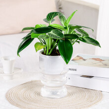 (Transparent) Hydroponic Plastic Vase, Stylish Water-saving Planter