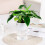 (Transparent) Hydroponic Plastic Vase, Stylish Water-saving Planter 1