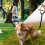 XUKEY Clip per cintura di sicurezza per auto per cani e gatti, regolabili, per viaggi e sicurezza. 6