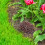 Decorative Brown Pine Cone Key Storage Box for Outdoor Garden Use 5