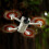 Durable Lightweight Propeller Blades Replacement Accessories for DJI Mini 3 Drone Plastic Propellers 8