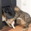 Pet Screen Door with Magnetic Self-Closing Lockable Easy 4