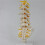 2X Teaching Equipment Model 5-Segment Lumbar Spine with Sacral Accessory Orthopedic Teaching Display Teaching Aids 4