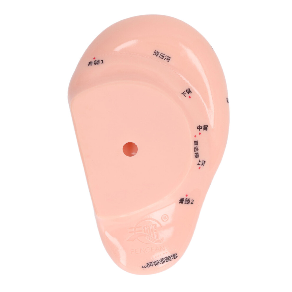 6.7in Ear Massage Acupoint Model