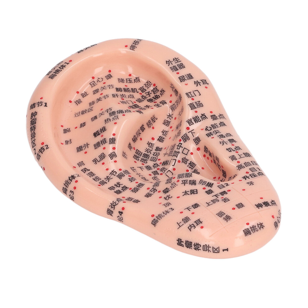 6.7in Ear Acupuncture Practice Model