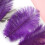 Colorful Plumage for Wedding Centerpieces 50 Pcs 2