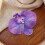 Κλιπ μαλλιών Xinwanna Phalaenopsis με σχέδιο λουλουδιών από μετάξι, φουρκέτα, με σχέδιο 4