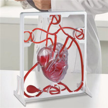 4X Heart Circulation Model Simulation Science Education for Students Classroom EDU Science Human Body Anatomy Organ