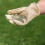 Gro-sure Fine and Luxurious Lawn Seed 100m2 4