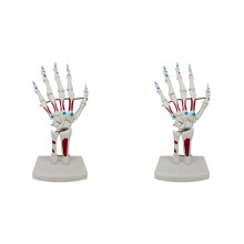 2X Skeletthandmodell, Handgelenkmodell, mit Handgelenk, Ulna, Aufklappbaren Handknochen, Palmarknochen-Anatomie-Muskelmodell