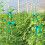 (1.2cm) PVC Garden Plant Ties, Waterproof Binding Ribbon 1