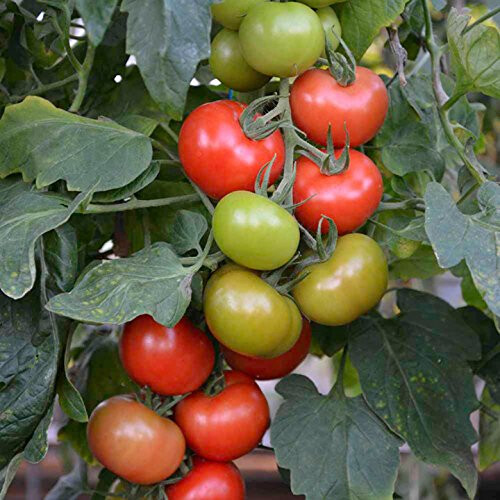 Suttons - Tomato Seeds - F1 Crimson Crush 2