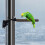 Toysmith Wooden Suction Cup Bird Perch 1 Piece 6